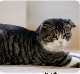 背景をぼかした、ユーザー指定の猫の元画像